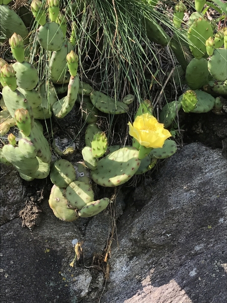 Pflanzenbild gross Gemeiner Feigenkaktus - Opuntia humifusa