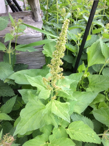Pflanzenbild gross Guter Heinrich - Chenopodium bonus-henricus