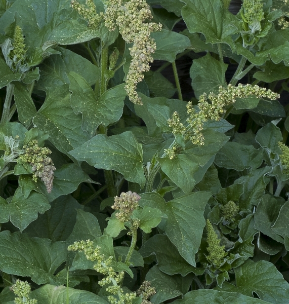 Pflanzenbild gross Guter Heinrich - Chenopodium bonus-henricus
