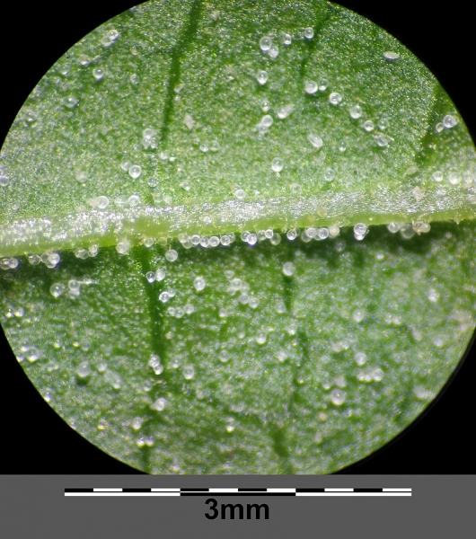 Pflanzenbild gross Guter Heinrich - Chenopodium bonus-henricus