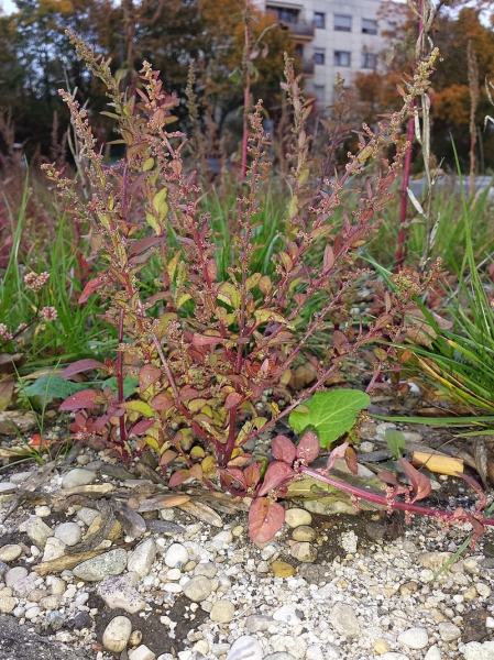 Pflanzenbild gross Vielsamiger Gänsefuss - Chenopodium polyspermum