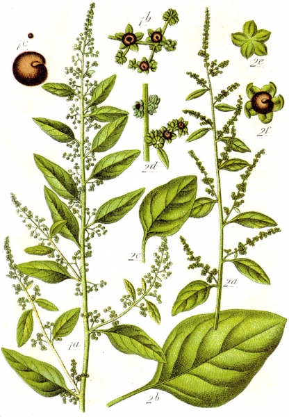 Pflanzenbild gross Vielsamiger Gänsefuss - Chenopodium polyspermum