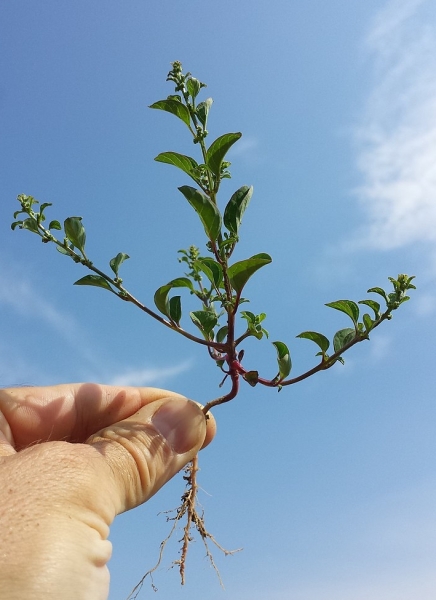 Pflanzenbild gross Vielsamiger Gänsefuss - Chenopodium polyspermum