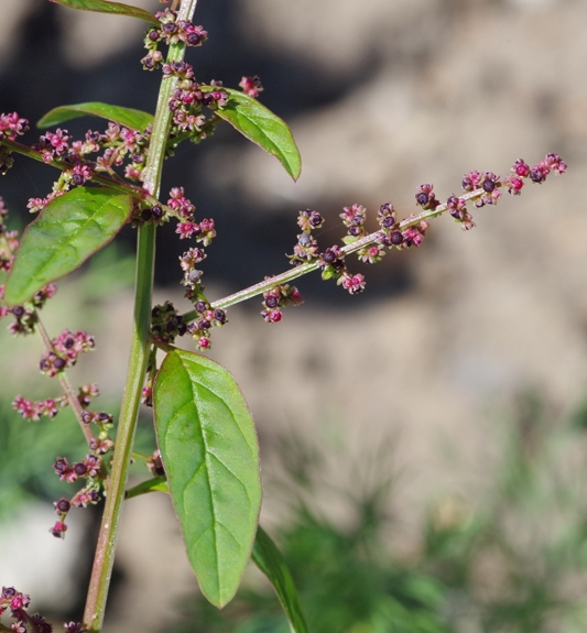 Pflanzenbild gross Vielsamiger Gänsefuss - Chenopodium polyspermum