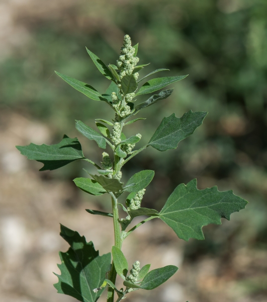 Pflanzenbild gross Weisser Gänsefuss - Chenopodium album