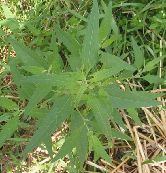 Pflanzenbild gross Weisser Gänsefuss - Chenopodium album