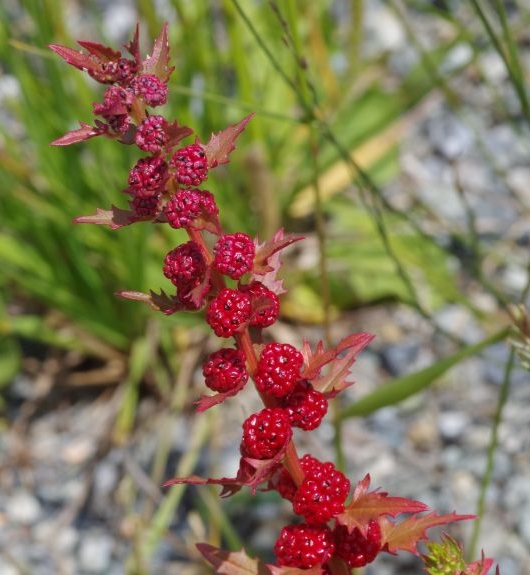 Pflanzenbild gross Echter Erdbeerspinat - Blitum virgatum