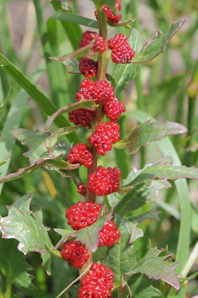Pflanzenbild gross Echter Erdbeerspinat - Blitum virgatum