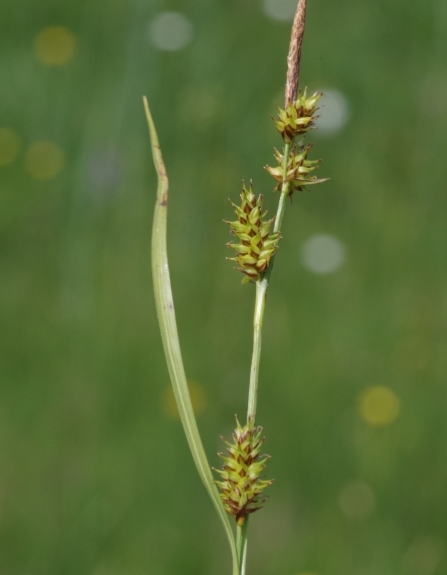 Pflanzenbild gross Saum-Segge - Carex hostiana