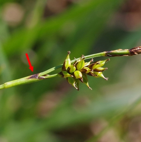 Pflanzenbild gross Saum-Segge - Carex hostiana