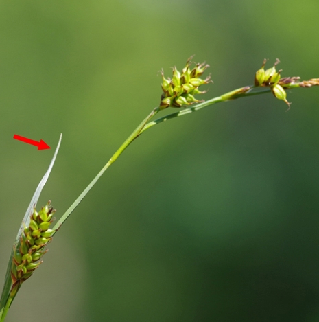 Pflanzenbild gross Saum-Segge - Carex hostiana