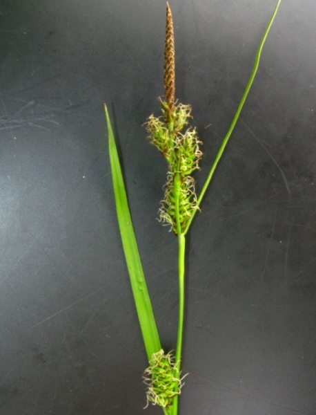 Pflanzenbild gross Saum-Segge - Carex hostiana