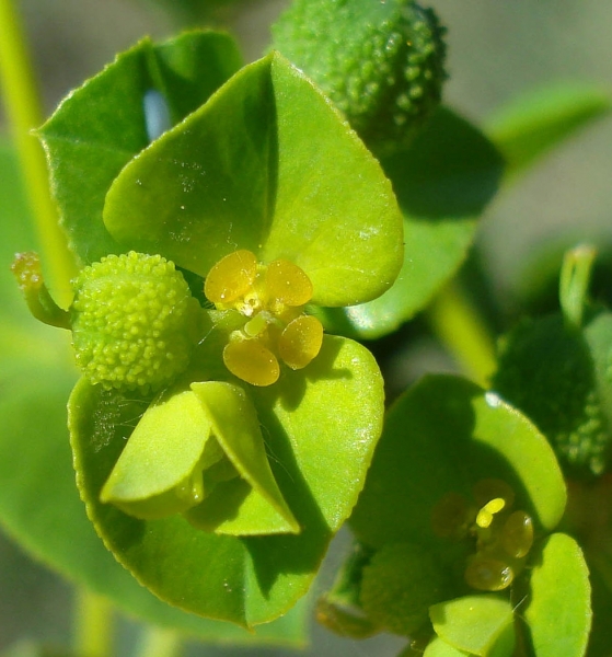 Pflanzenbild gross Breitblättrige Wolfsmilch - Euphorbia platyphyllos