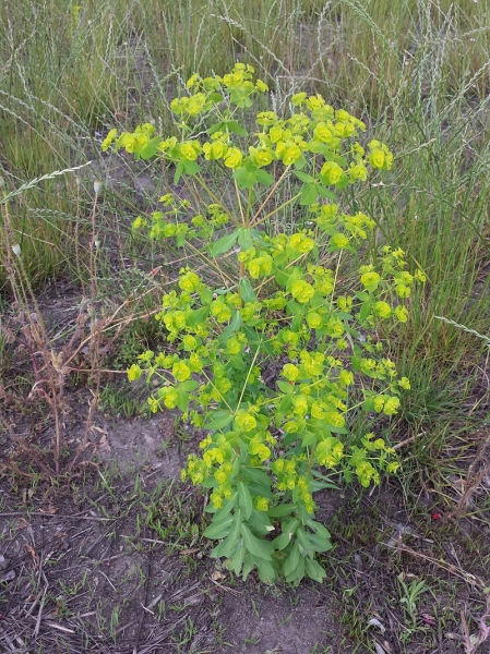 Pflanzenbild gross Breitblättrige Wolfsmilch - Euphorbia platyphyllos