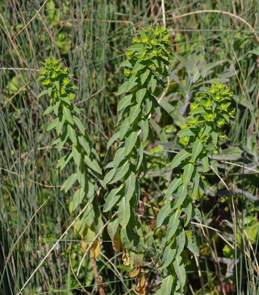 Pflanzenbild gross Breitblättrige Wolfsmilch - Euphorbia platyphyllos
