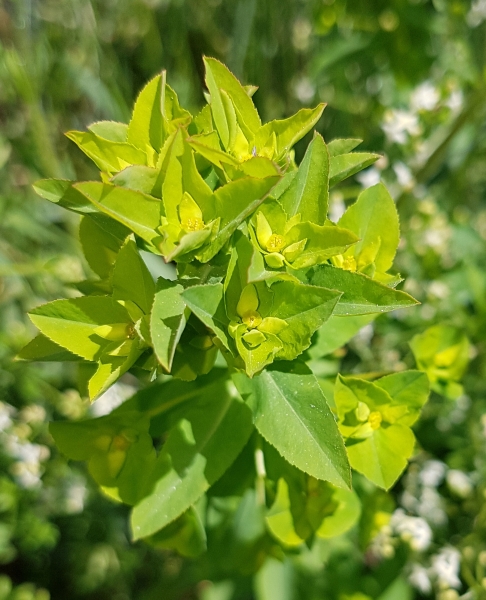Pflanzenbild gross Breitblättrige Wolfsmilch - Euphorbia platyphyllos