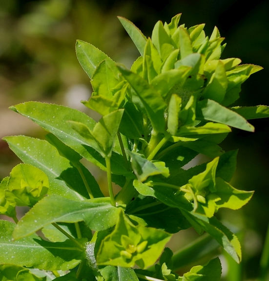 Pflanzenbild gross Breitblättrige Wolfsmilch - Euphorbia platyphyllos