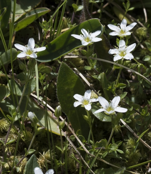 Pflanzenbild gross Wimper-Sandkraut - Arenaria ciliata