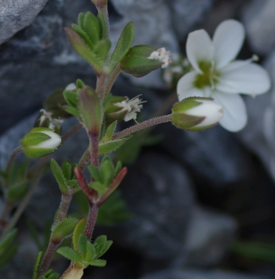 Pflanzenbild gross Wimper-Sandkraut - Arenaria ciliata