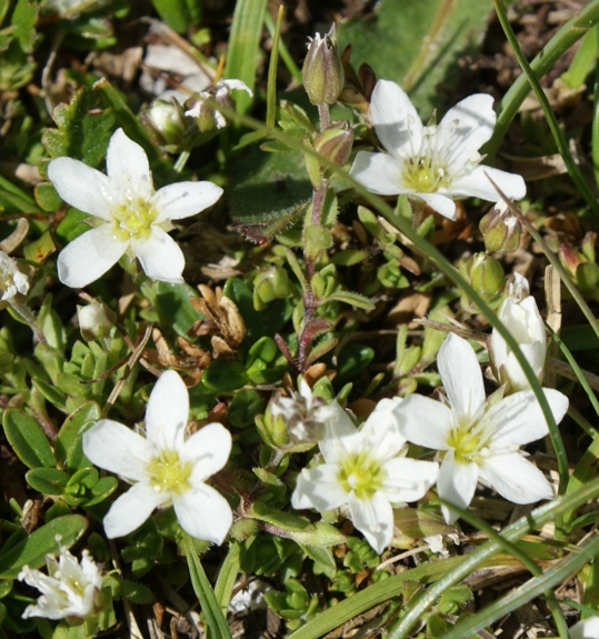 Pflanzenbild gross Wimper-Sandkraut - Arenaria ciliata