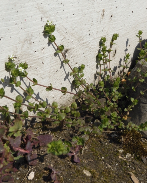 Pflanzenbild gross Gewöhnliches Quendelblättriges Sandkraut - Arenaria serpyllifolia
