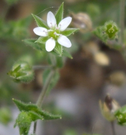 Pflanzenbild gross Gewöhnliches Quendelblättriges Sandkraut - Arenaria serpyllifolia