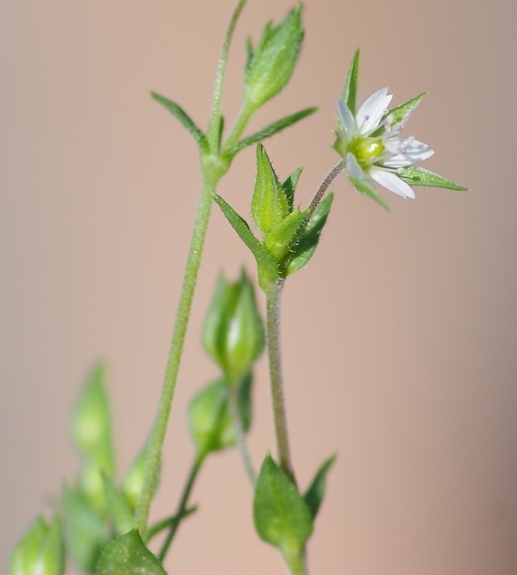 Pflanzenbild gross Gewöhnliches Quendelblättriges Sandkraut - Arenaria serpyllifolia