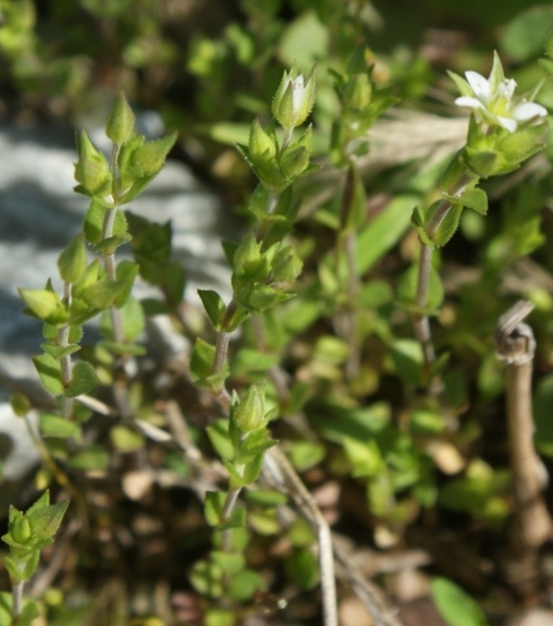 Pflanzenbild gross Gewöhnliches Quendelblättriges Sandkraut - Arenaria serpyllifolia