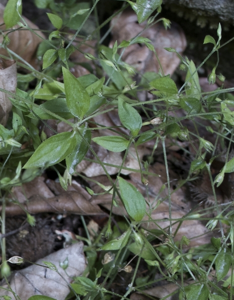 Pflanzenbild gross Dreinervige Nabelmiere - Moehringia trinervia