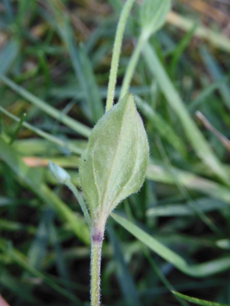 Pflanzenbild gross Dreinervige Nabelmiere - Moehringia trinervia