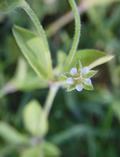 Pflanzenbild gross Dreinervige Nabelmiere - Moehringia trinervia