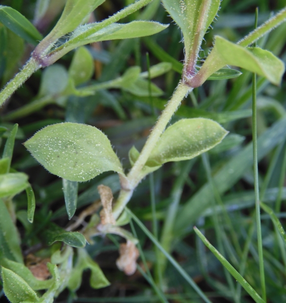 Pflanzenbild gross Dreinervige Nabelmiere - Moehringia trinervia