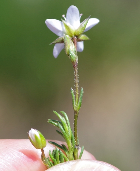 Pflanzenbild gross Frühlings-Miere - Minuartia verna