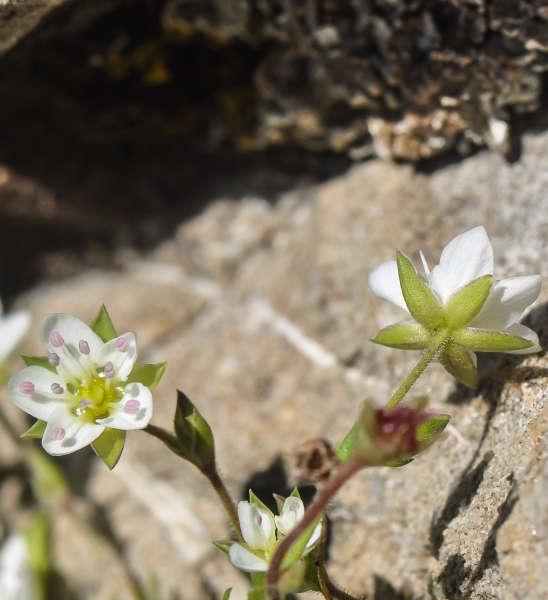 Pflanzenbild gross Frühlings-Miere - Minuartia verna