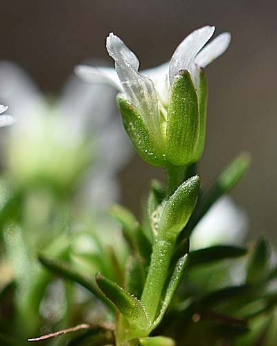 Pflanzenbild gross Zweiblütige Miere - Minuartia biflora