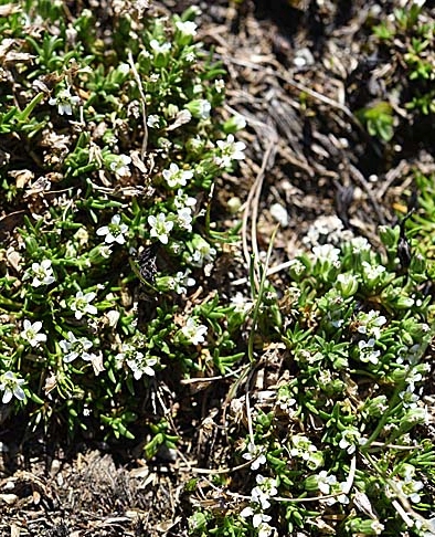 Pflanzenbild gross Zweiblütige Miere - Minuartia biflora