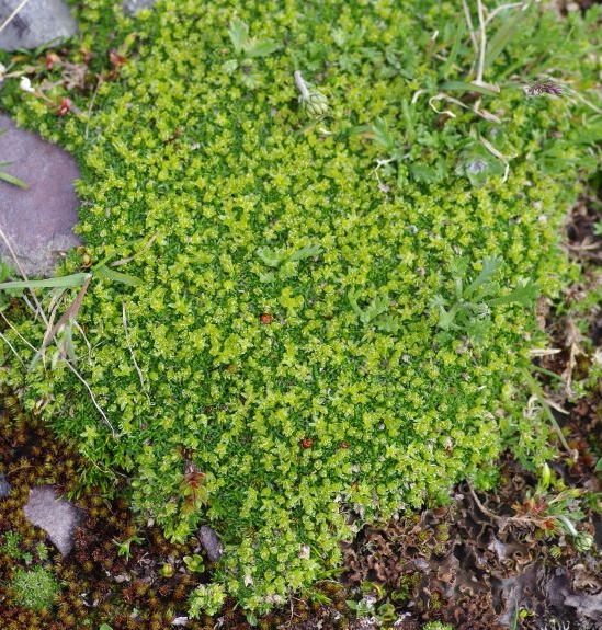 Pflanzenbild gross Zwerg-Miere - Minuartia sedoides