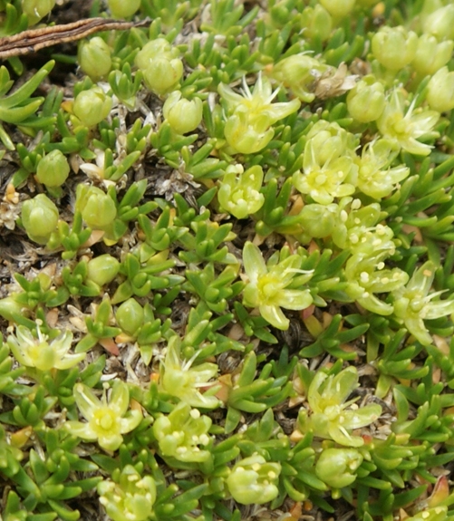 Pflanzenbild gross Zwerg-Miere - Minuartia sedoides