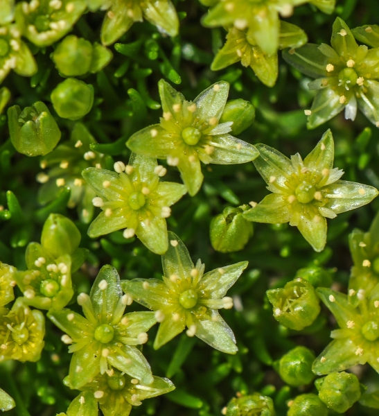 Pflanzenbild gross Zwerg-Miere - Minuartia sedoides