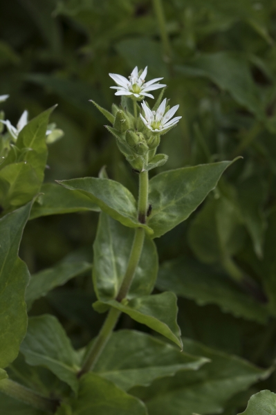 Pflanzenbild gross Wassermiere - Myosoton aquaticum