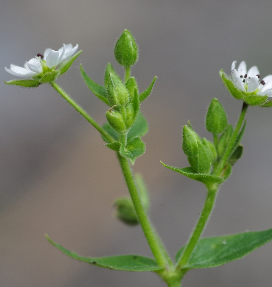 Pflanzenbild gross Wassermiere - Myosoton aquaticum