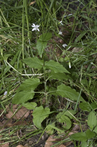 Pflanzenbild gross Hain-Sternmiere - Stellaria nemorum