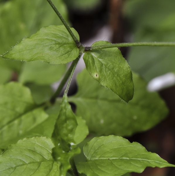 Pflanzenbild gross Hain-Sternmiere - Stellaria nemorum