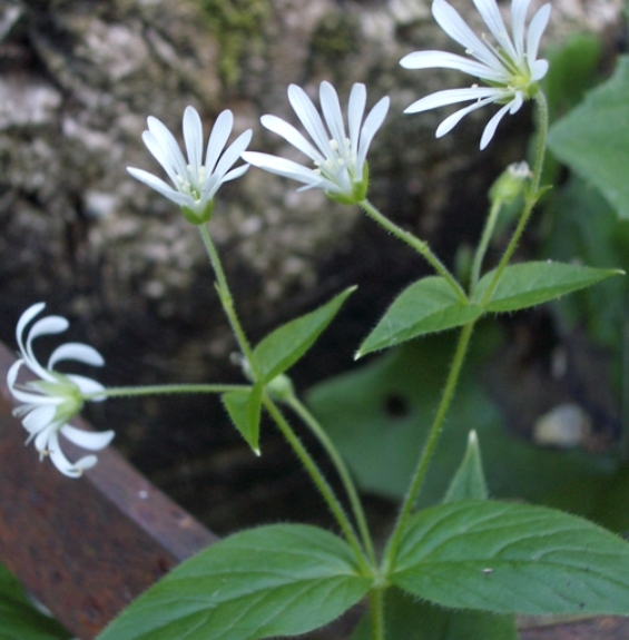 Pflanzenbild gross Hain-Sternmiere - Stellaria nemorum