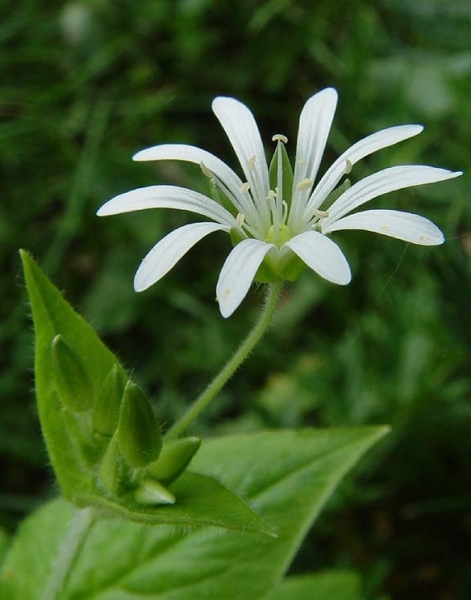 Pflanzenbild gross Hain-Sternmiere - Stellaria nemorum