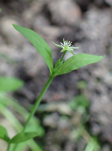 Pflanzenbild gross Moor-Sternmiere - Stellaria alsine