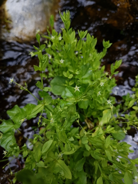 Pflanzenbild gross Moor-Sternmiere - Stellaria alsine