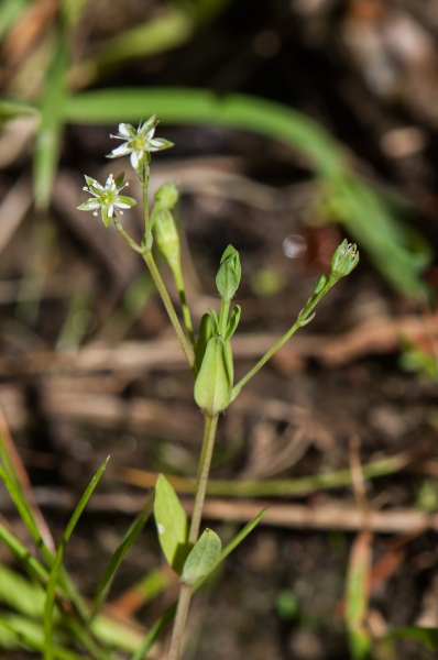 Pflanzenbild gross Moor-Sternmiere - Stellaria alsine