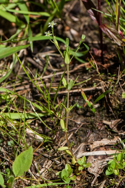 Pflanzenbild gross Moor-Sternmiere - Stellaria alsine