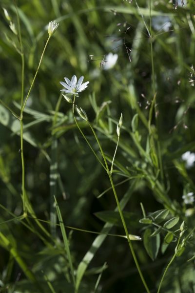 Pflanzenbild gross Gras-Sternmiere - Stellaria graminea